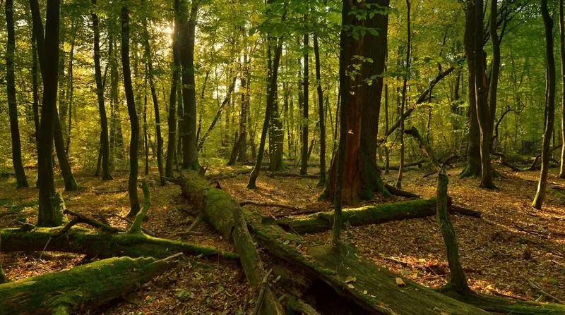 Autobus do Kampinosu