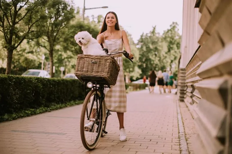 Bezpieczne podróże z psem