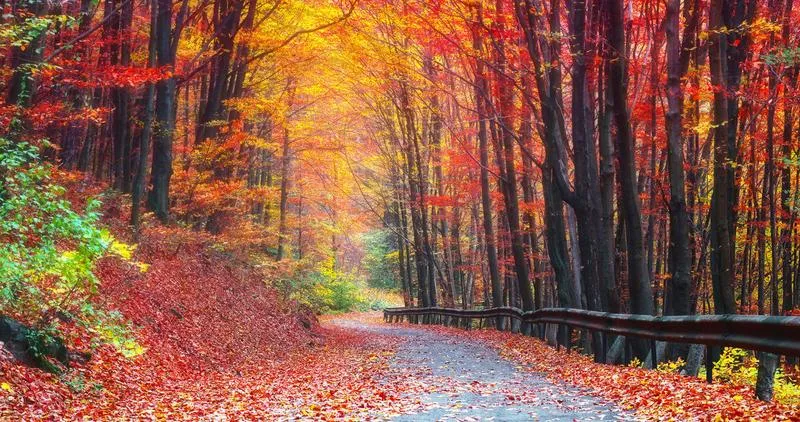 Dojazd rowerem i pieszo do Złotej Jesieni