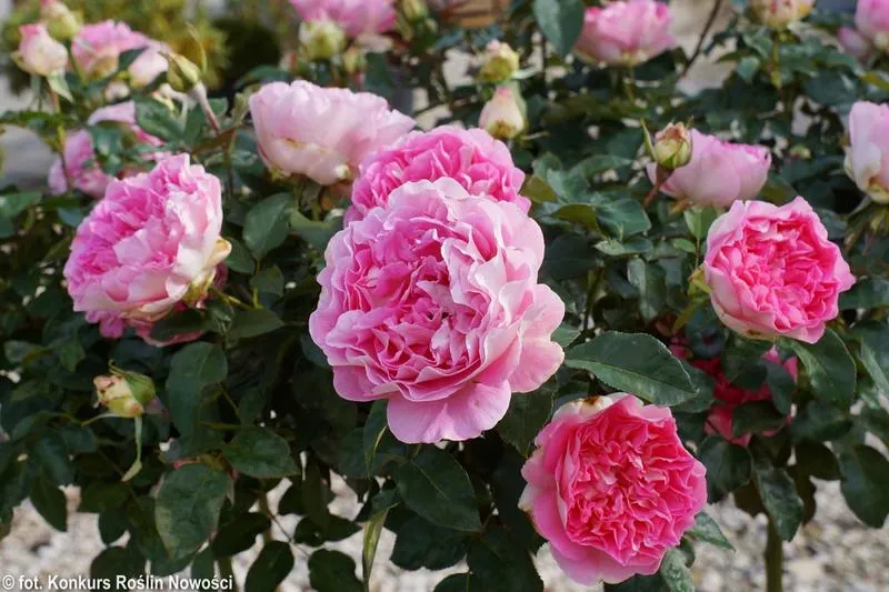 Klimat i pogoda Borneo