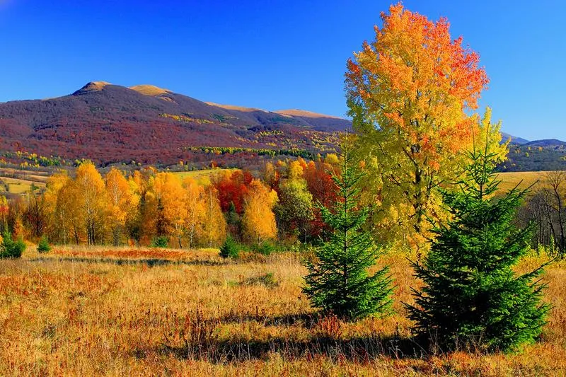 Transport publiczny do Złotej Jesieni